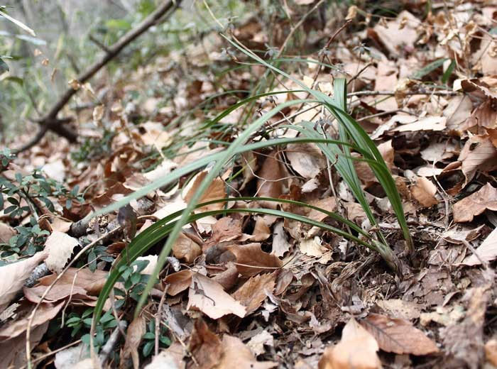 シュンラン - 野山に自然に咲く花のページ