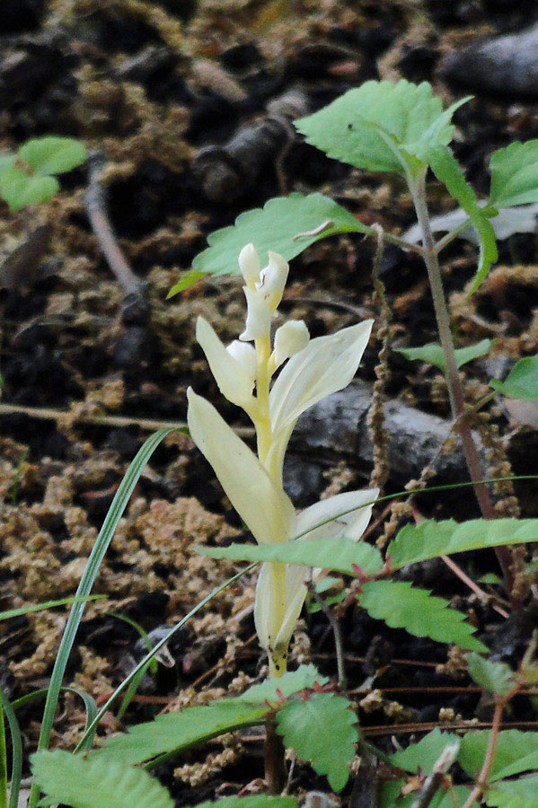 アルビノギンラン 野山に自然に咲く花のページ アルビノギンラン 野山に自然に咲く花のページ