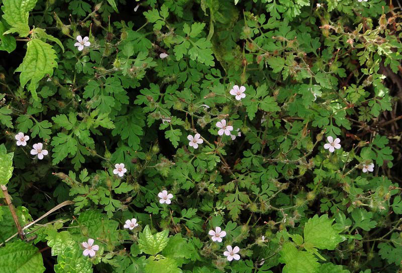 ヒメフウロ 野山に自然に咲く花のページ