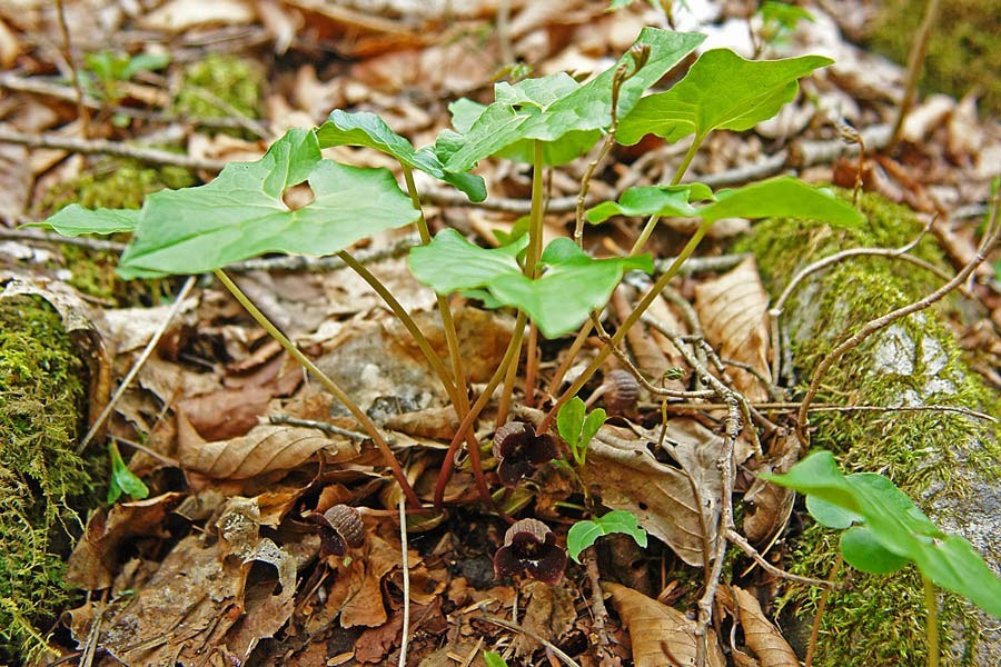 ウスバサイシン - 野山に自然に咲く花のページ