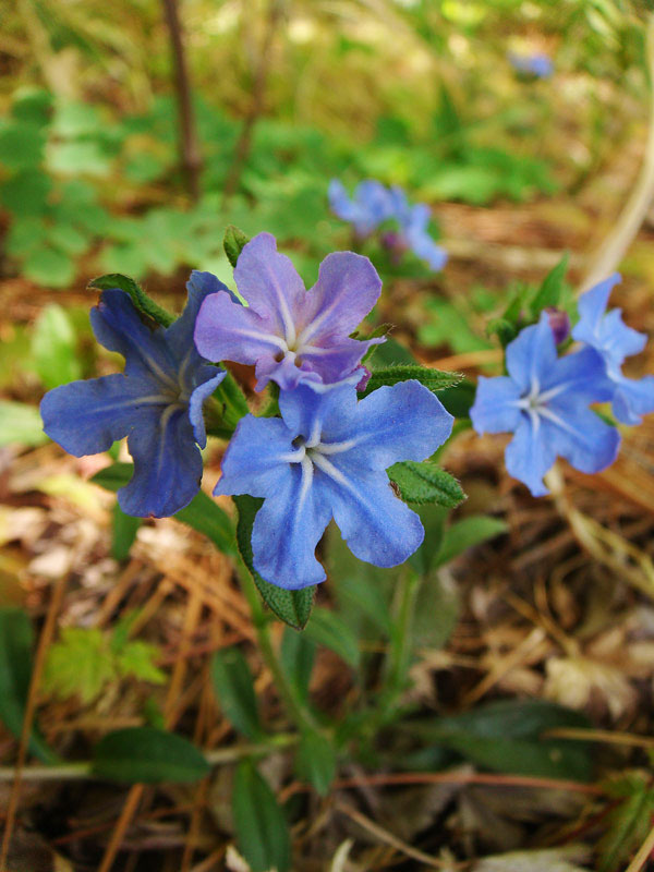 ホタルカズラ 野山に自然に咲く花のページ
