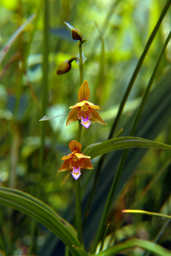 カキラン - 野山に自然に咲く花のページ