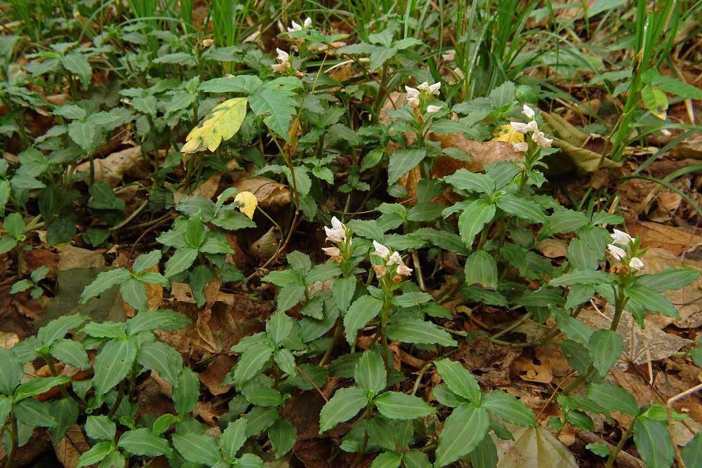 アケボノシュスラン - 野山に自然に咲く花のページ