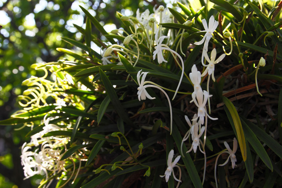 フウラン - 野山に自然に咲く花のページ