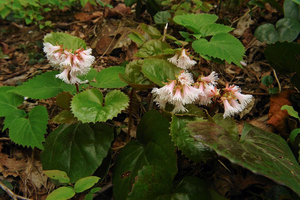 5 5 新潟県の花 2 野山に自然に咲く花のページ 5 5 新潟県の花 2 野山に自然に咲く花のページ