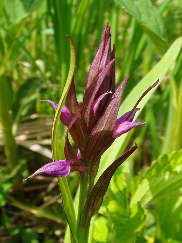 ハクサンチドリ 野山に自然に咲く花のページ ハクサンチドリ 野山に自然に咲く花のページ