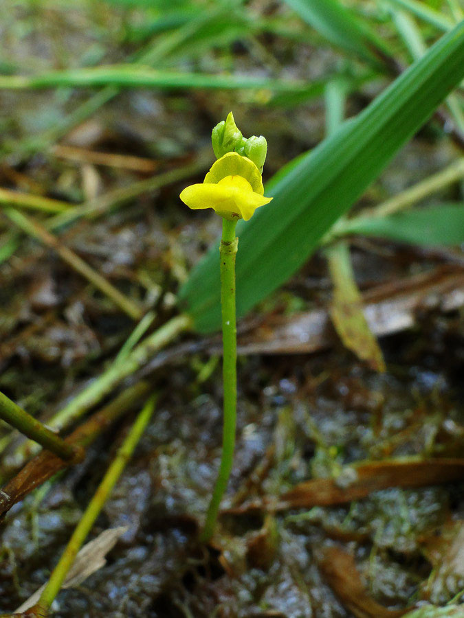 フサタヌキモ 野山に自然に咲く花のページ