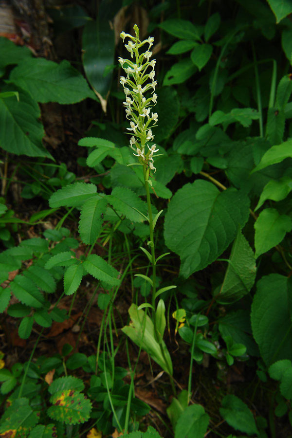 野山に自然に咲く花のページ
