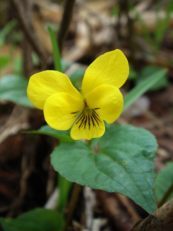 野反湖 5月の花 - 野山に自然に咲く花のページ