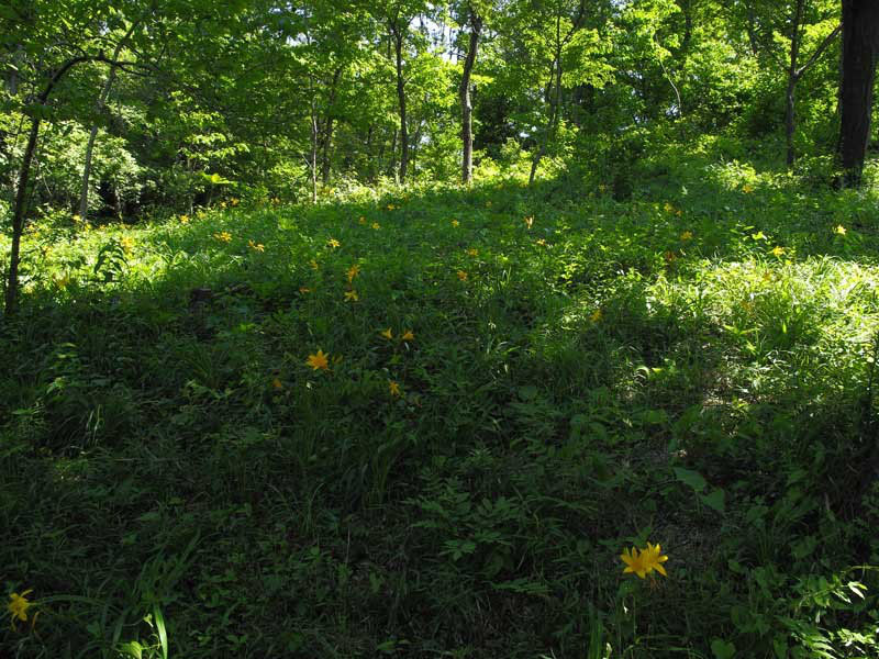 5 16 ムサシノキスゲ咲いた 野山に自然に咲く花のページ