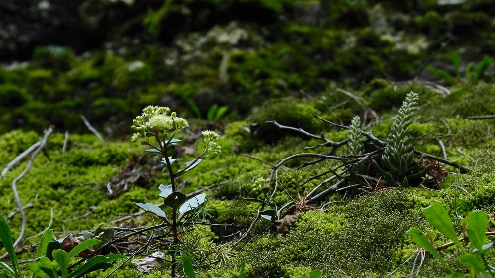 チチッパベンケイ - 野山に自然に咲く花のページ
