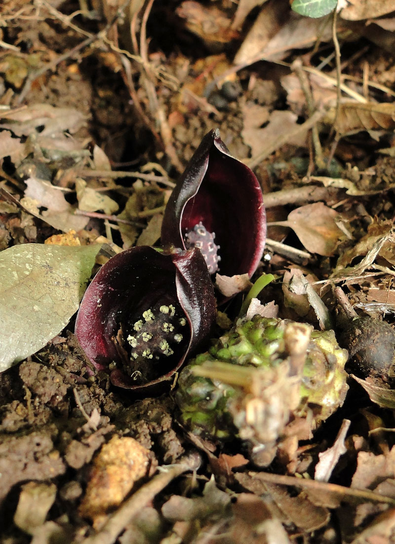 はるざぜんそう、さん確認用 ザゼンソウ／ざぜんそう／座禅草 - 庭木