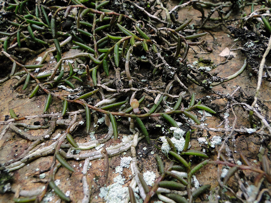 山*葵様 白花ムカデランＢ　野生ラン　山野草 山*葵様 白花ムカデランB 野生ラン 山野草 ムカデラン（ラン科