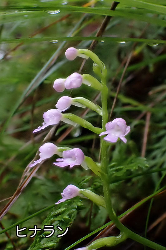 フジチドリ 野山に自然に咲く花のページ