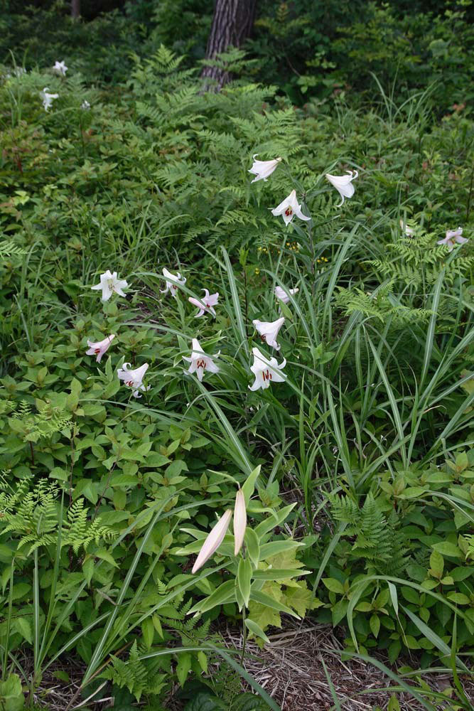 ササユリ 野山に自然に咲く花のページ
