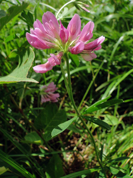 シャジクソウ 野山に自然に咲く花のページ