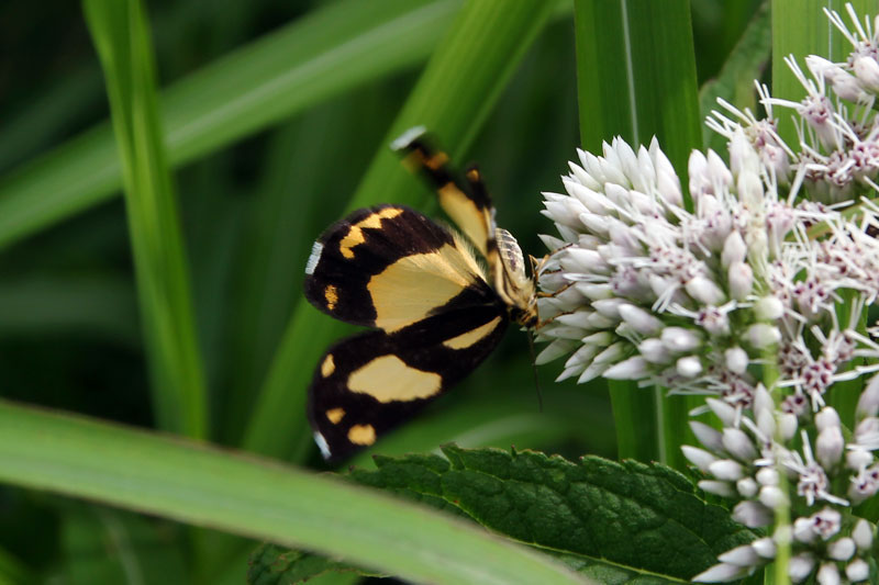 模写　田中一村「草花に蝶と蛾」 模写 田中一村「草花に蝶と蛾」 世界の美しい蛾』 | 蝶に