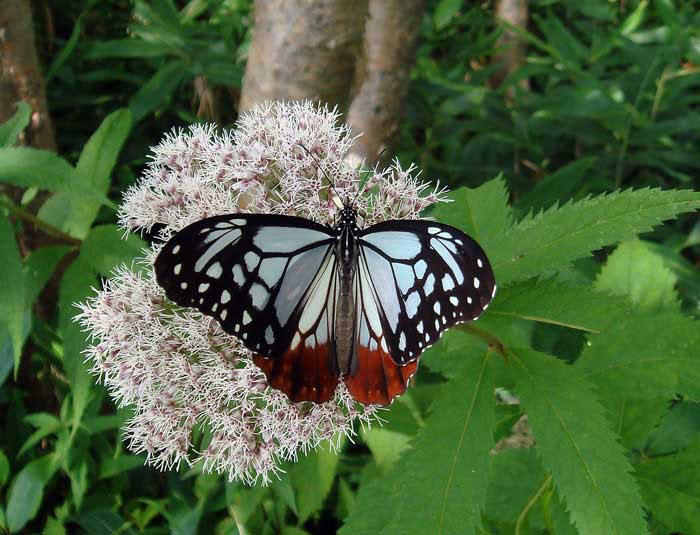 タテハチョウ科まとめ 蝶の図鑑 | 昆虫写真図鑑 ムシミル