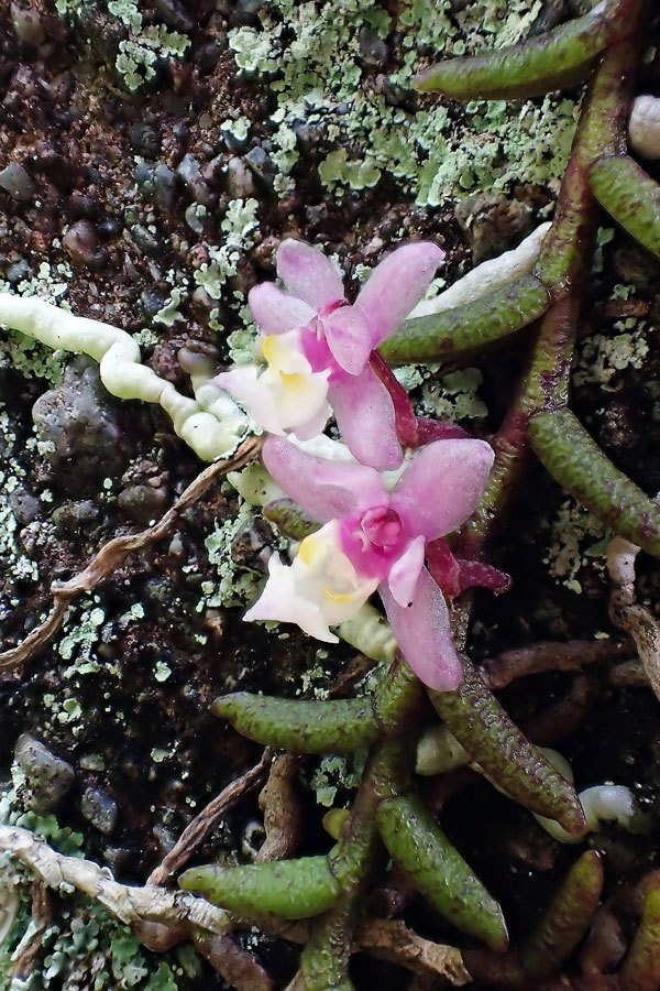 ムカデラン - 野山に自然に咲く花のページ