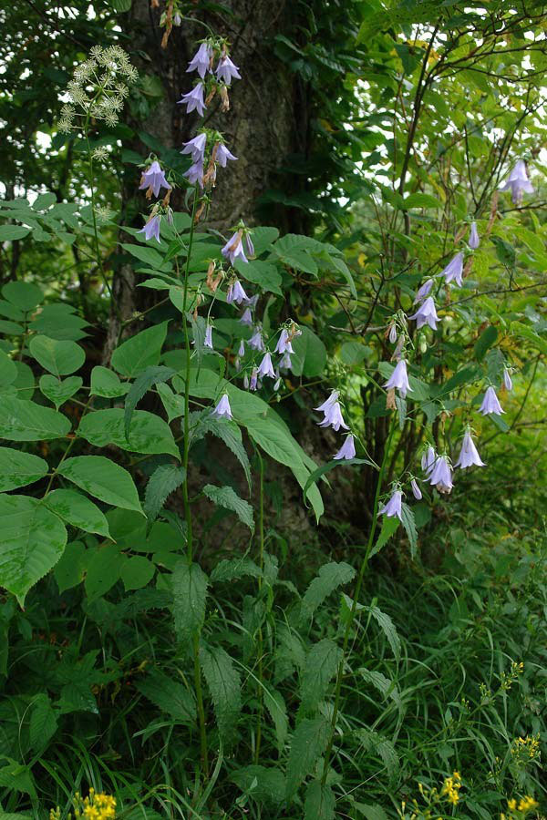 ソバナ 野山に自然に咲く花のページ