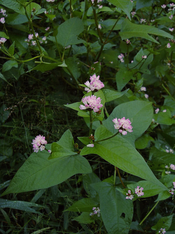 ミゾソバ 野山に自然に咲く花のページ ミゾソバ 野山に自然に咲く花のページ