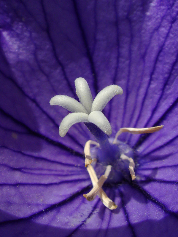 キキョウ 野山に自然に咲く花のページ