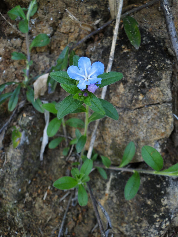 ホタルカズラ 野山に自然に咲く花のページ