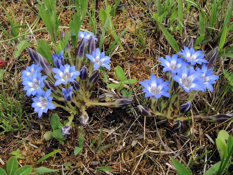 ハルリンドウ - 野山に自然に咲く花のページ