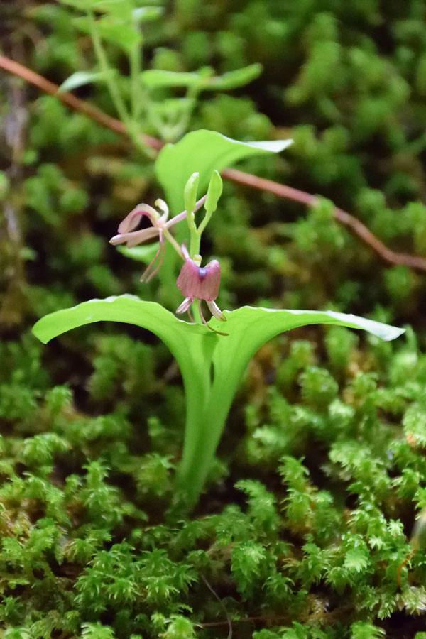 7/13 スズムシ堪能 - 野山に自然に咲く花のページ