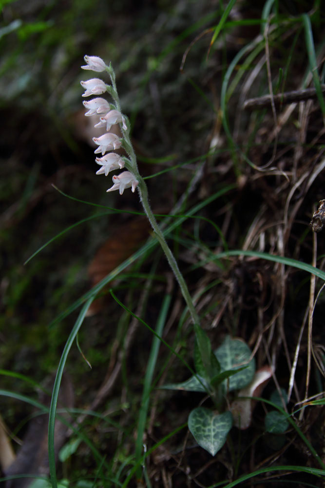 ミヤマウズラ 野山に自然に咲く花のページ ミヤマウズラ 野山に自然に咲く花のページ
