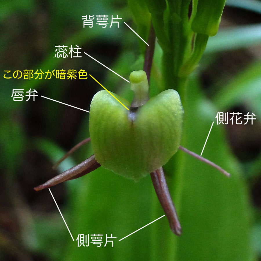 シテンクモキリ - 野山に自然に咲く花のページ