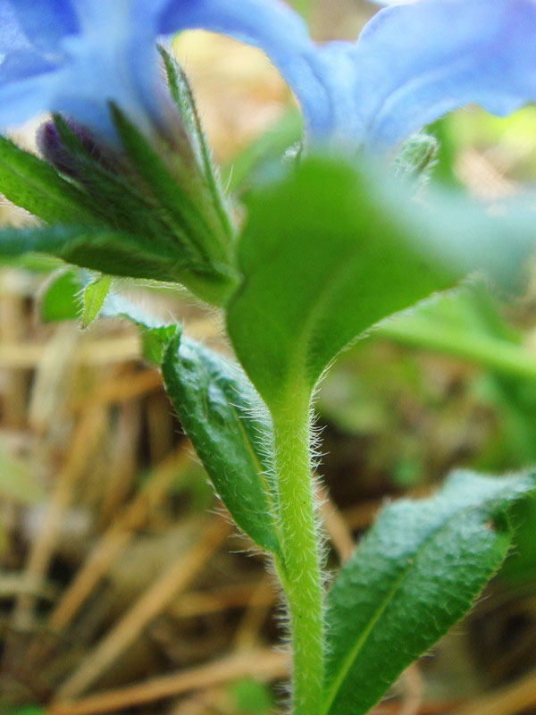 ホタルカズラ - 野山に自然に咲く花のページ