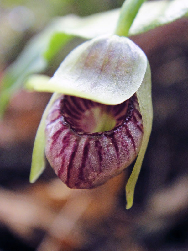 コアツモリソウ - 野山に自然に咲く花のページ