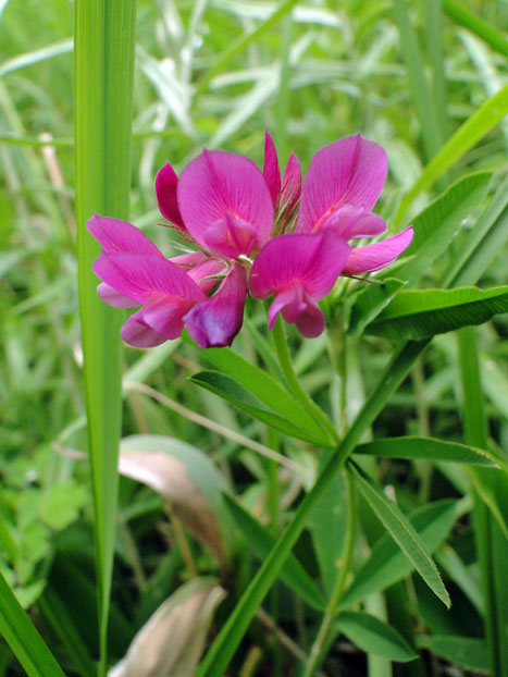 シャジクソウ 野山に自然に咲く花のページ