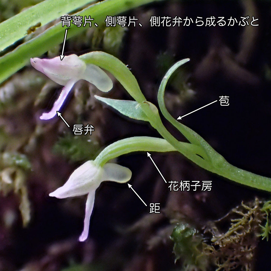 フジチドリ 野山に自然に咲く花のページ フジチドリ 野山に自然に咲く花のページ