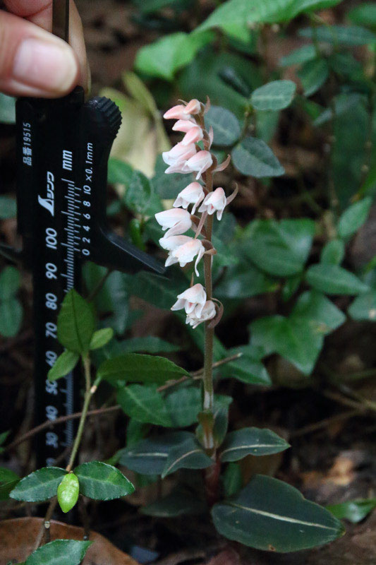 シュスラン - 野山に自然に咲く花のページ