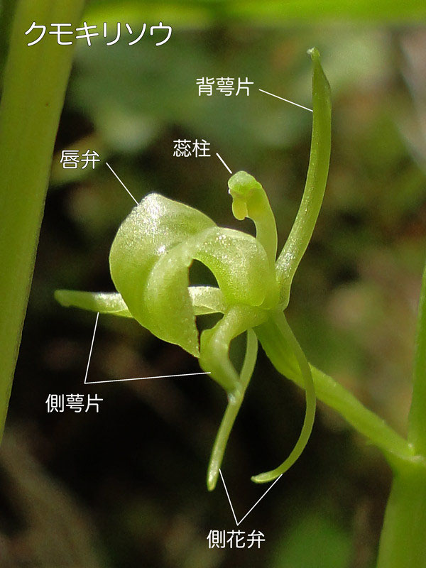 鉄てつ　山野草　超希少　シテンクモキリ　クモキリソウ　クロスズムシ 鉄てつ様専用 山野草 超希少 シテンクモキリ クモキリソウ