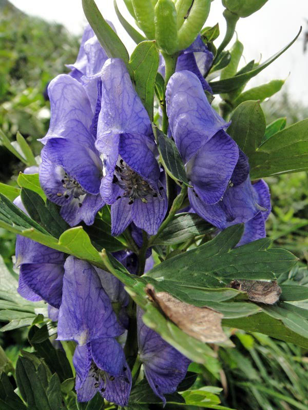イブキトリカブト 野山に自然に咲く花のページ