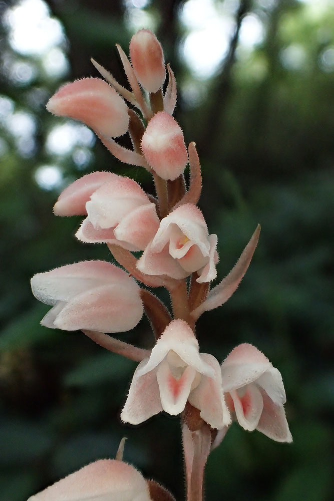 シュスラン - 野山に自然に咲く花のページ