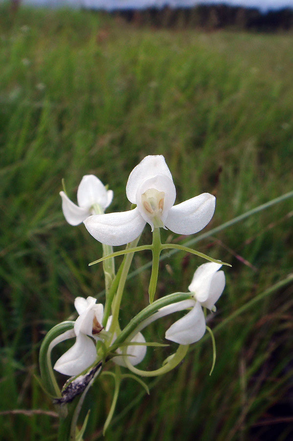 オオミズトンボ - 野山に自然に咲く花のページ オオミズトンボ - 野山に自然に咲く花のページ