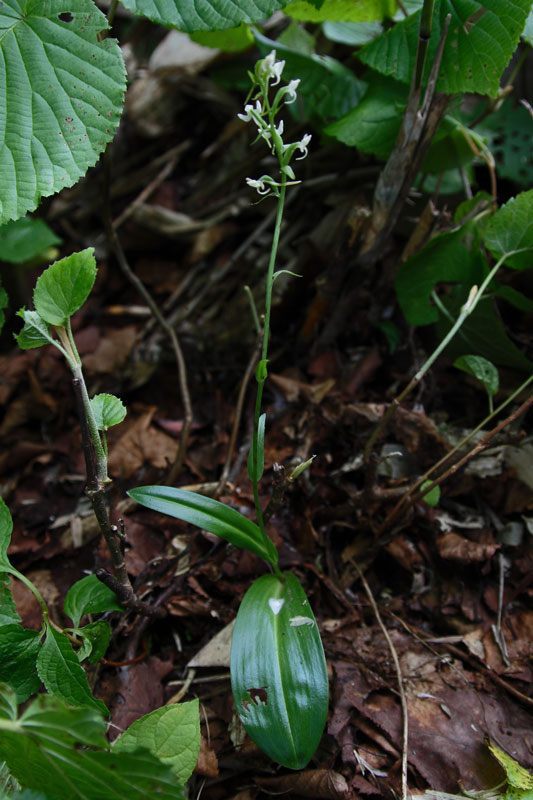 オオヤマサギソウ - 野山に自然に咲く花のページ