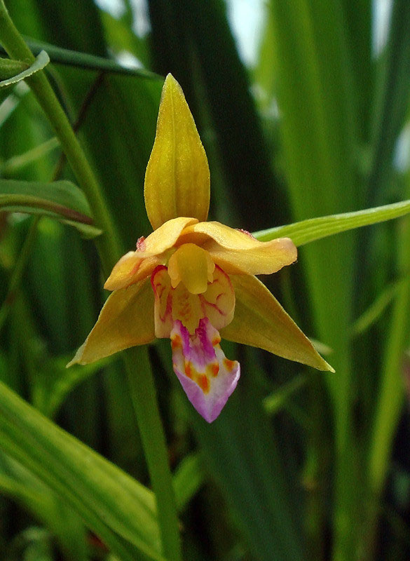 カキラン - 野山に自然に咲く花のページ