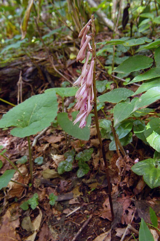 サイハイラン 野山に自然に咲く花のページ