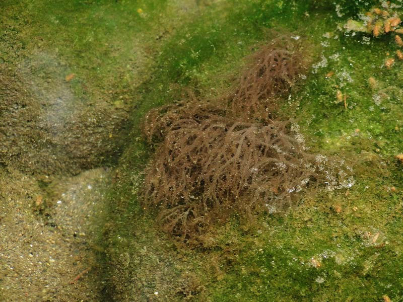 3 足利のニホンカワモズク 野山に自然に咲く花のページ 3 足利のニホンカワモズク 野山に自然に咲く花のページ