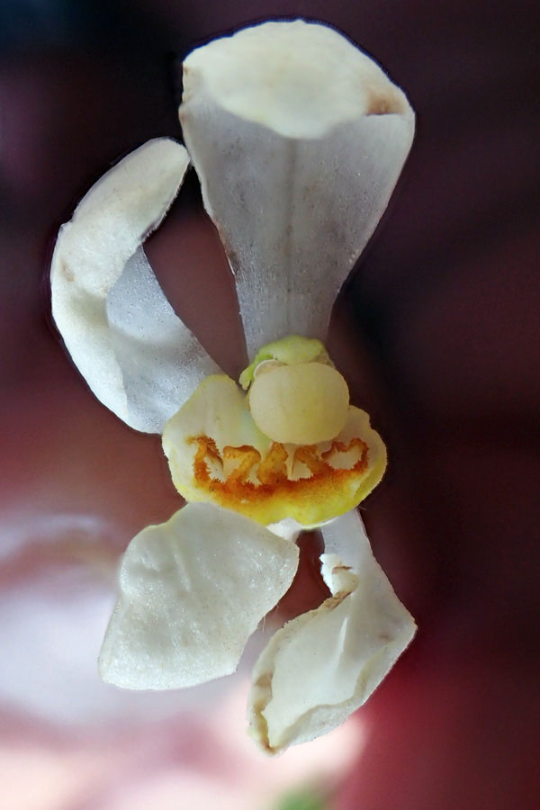 シロバナキンラン - 野山に自然に咲く花のページ