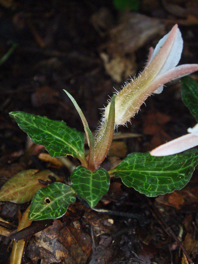 紅シュスラン① ベニシュスラン - 野山に自然に咲く花のページ
