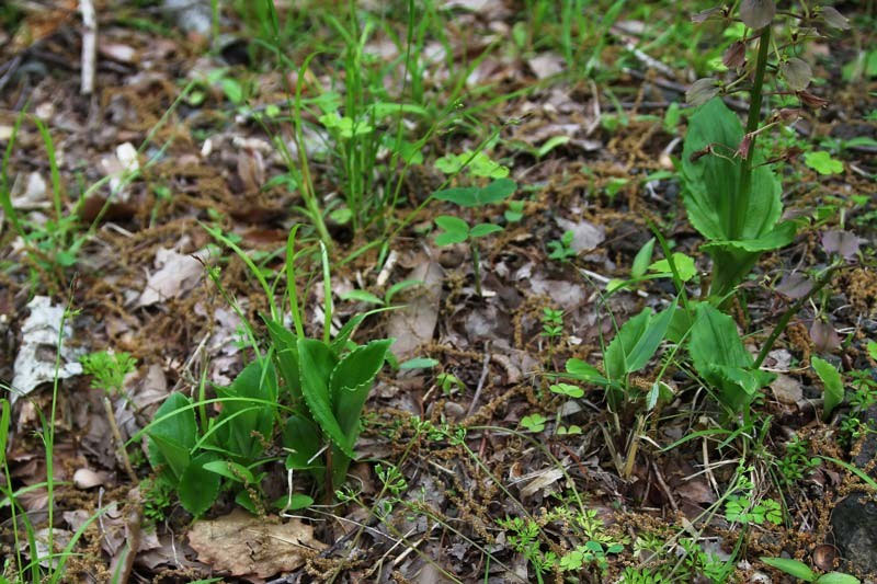 山野草　希少青軸素心　スズムシソウ 今年最終 SS サギソウ 「 金星 」 サギ草 野生蘭 山野草