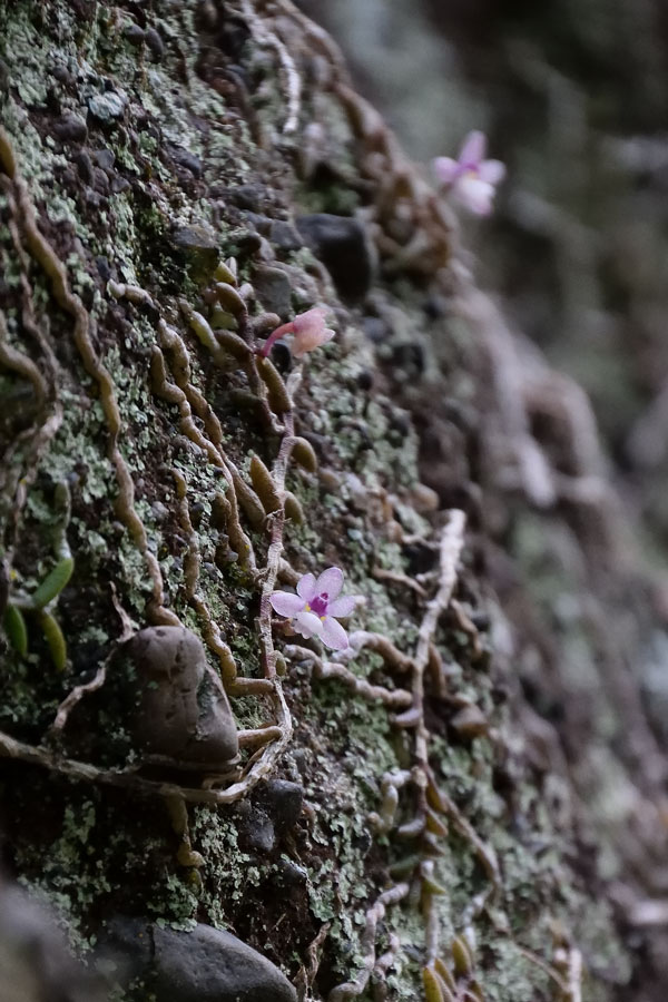 メ*0様 白花ムカデランＡ　野生ラン　山野草 メ*0様 白花ムカデランA 野生ラン 山野草 b*e様 白花