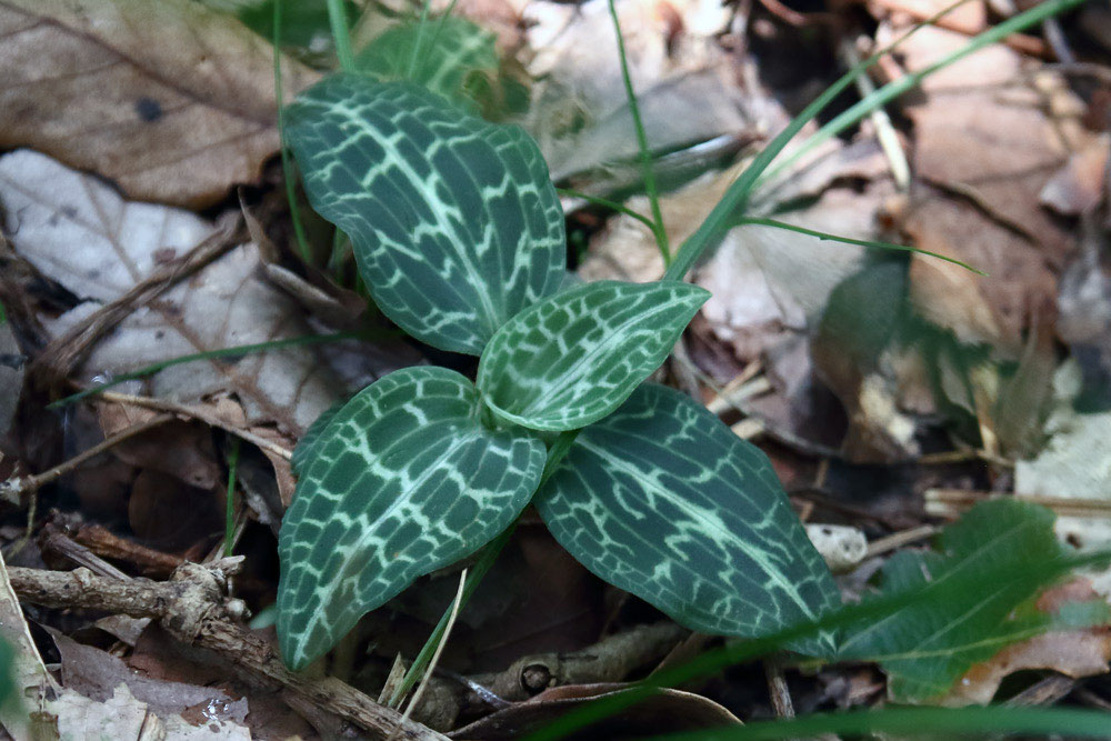 ミヤマウズラ - 野山に自然に咲く花のページ