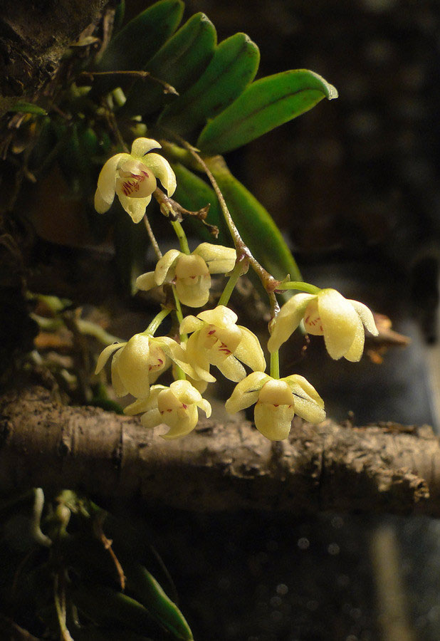 水*◇様 白花ムカデランC 野生ラン 山野草 水*◇様 白花ムカデランC